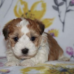 Havanese Puppy for Sale