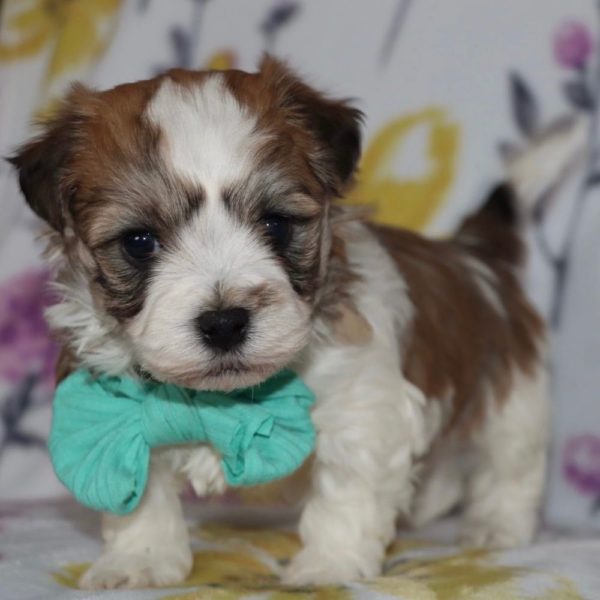 Havanese Puppy for Sale