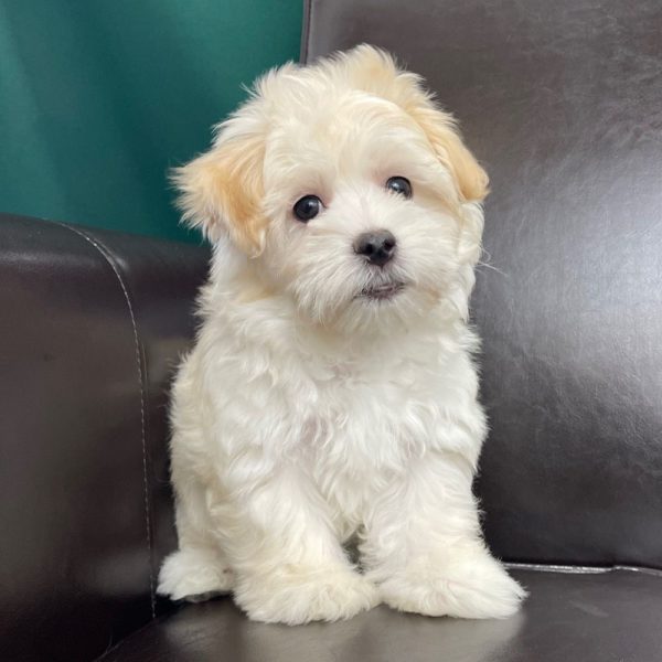 Maltipoo Puppy for Sale