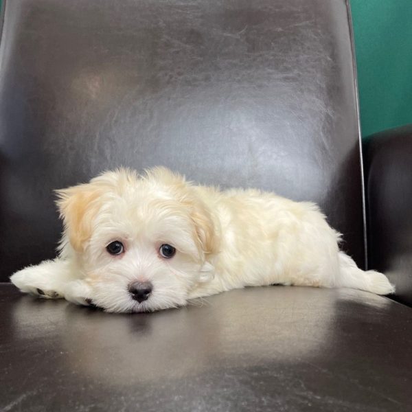 Maltipoo Puppy for Sale