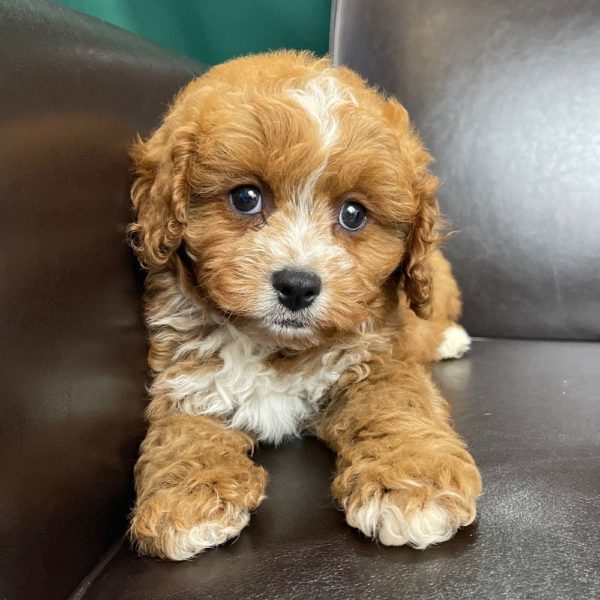 F1 Cavapoo Puppy for Sale
