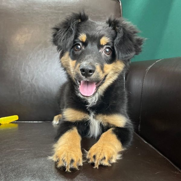 Miniature Australian Shepherd Puppy for Sale