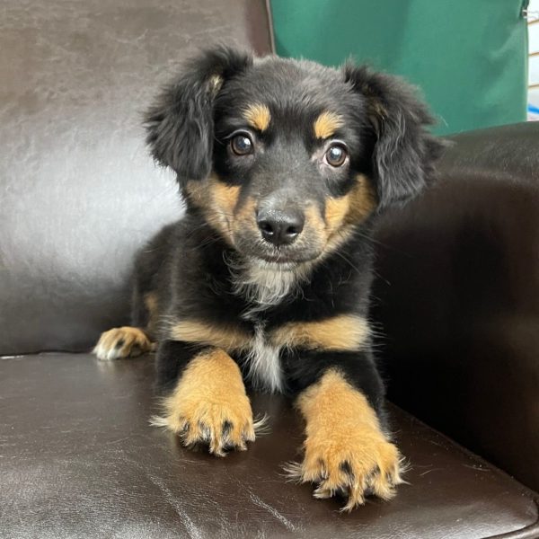 Miniature Australian Shepherd Puppy for Sale