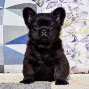 French Bulldog Puppy for Sale