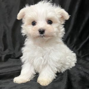Maltese Puppy for Sale