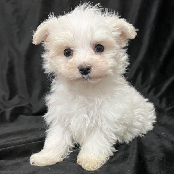 Maltese Puppy for Sale