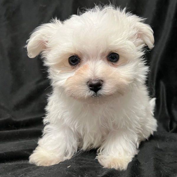 Maltese Puppy for Sale