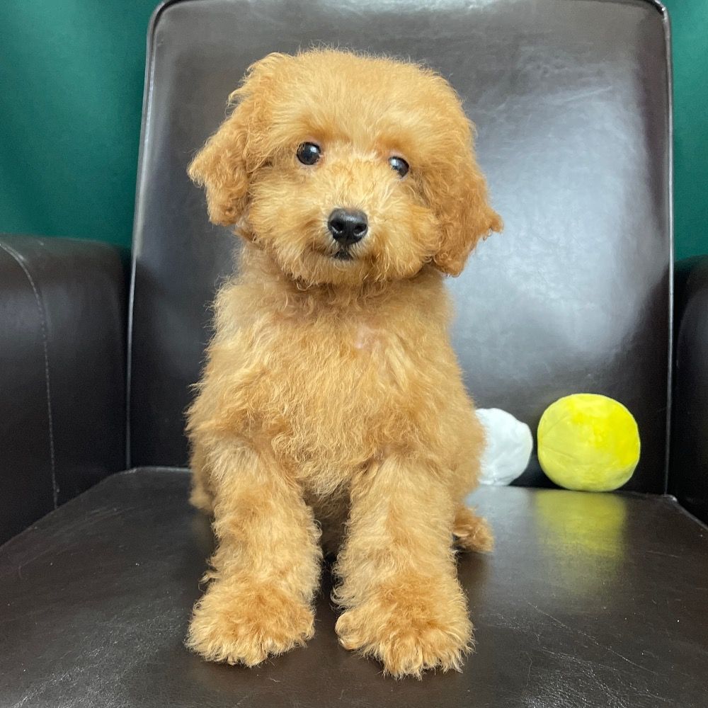 Miniature Poodle Puppy for Sale