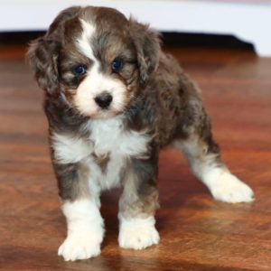 F1 Mini Aussiedoodle Puppy for Sale