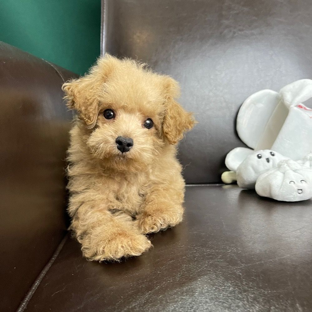 Toy Poodle  Puppy for Sale