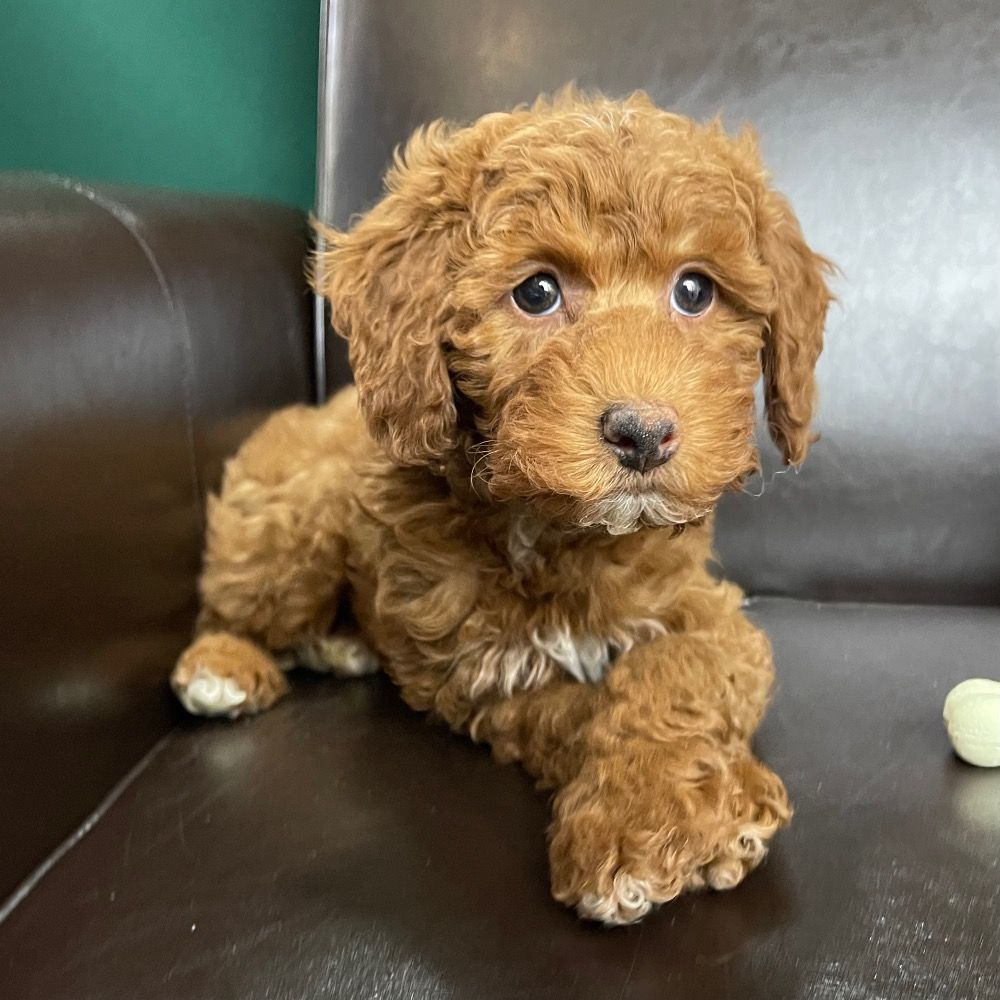 Miniature Poodle Puppy for Sale