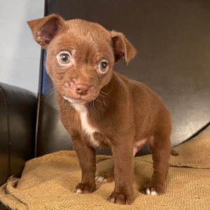 Chihuahua Puppy for Sale