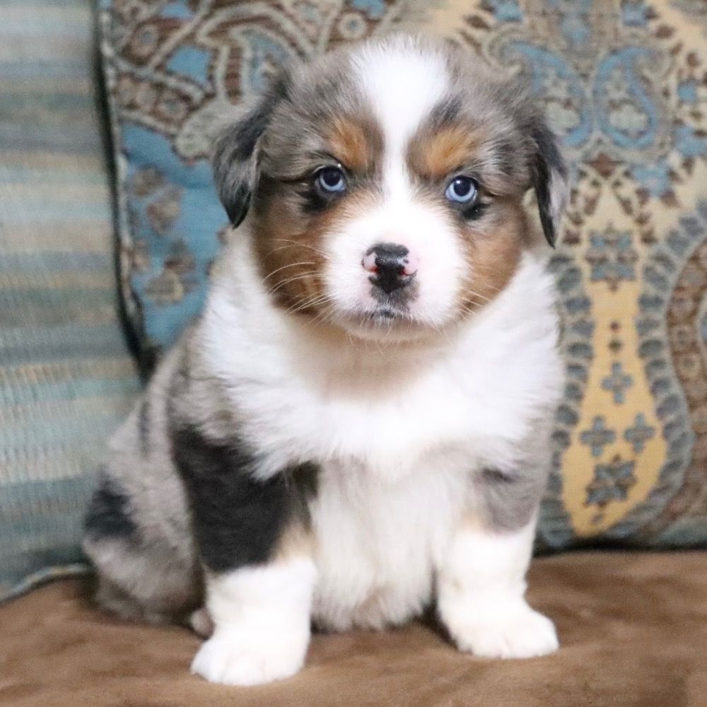 Miniature Australian Shepherd Puppy for Sale