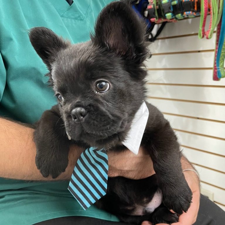 Male French Bulldog Puppy for Sale ID 7421ZB