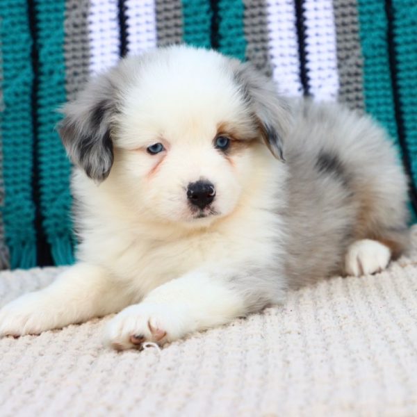 Miniature Australian Shepherd Puppy for Sale