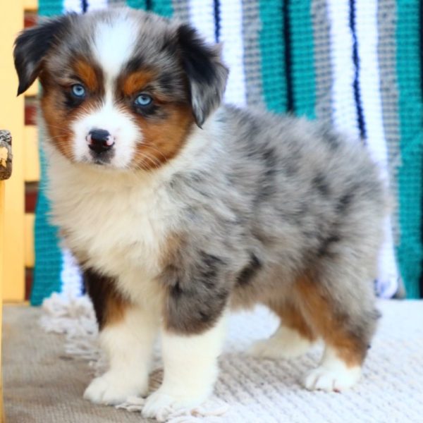 Miniature Australian Shepherd Puppy for Sale