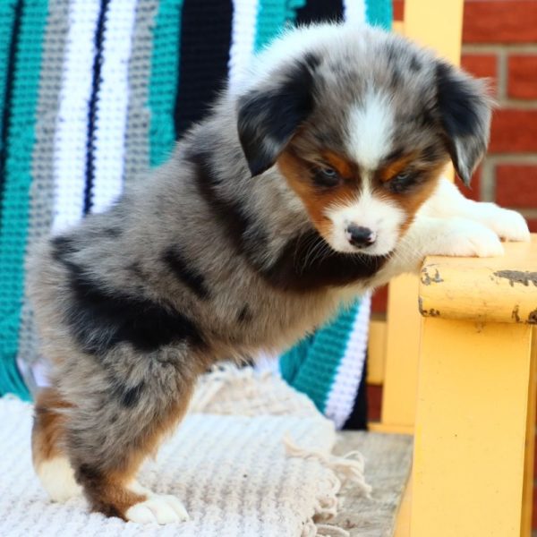 Miniature Australian Shepherd Puppy for Sale