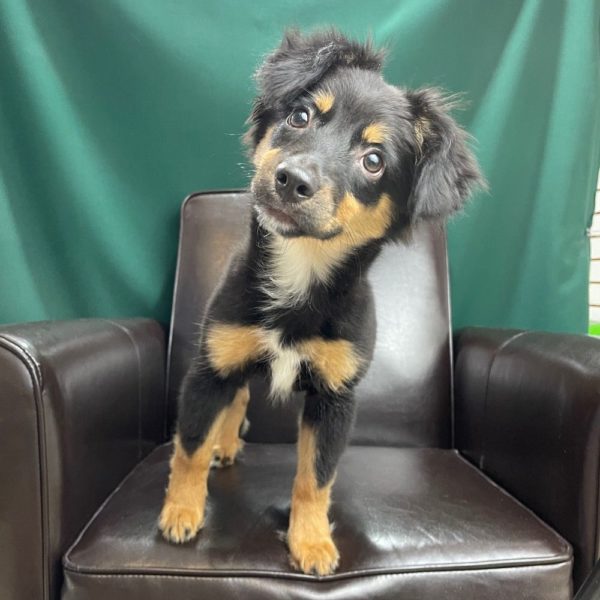 Miniature Australian Shepherd Puppy for Sale