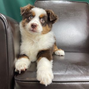 Miniature Australian Shepherd Puppy for Sale