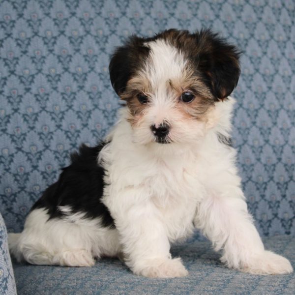 Morkie Puppy for Sale