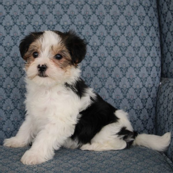 Morkie Puppy for Sale