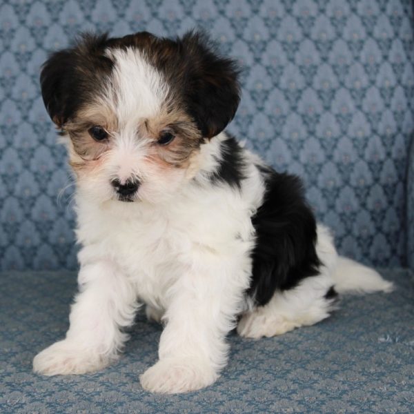 Morkie Puppy for Sale