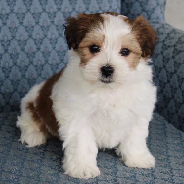 Morkie Puppy for Sale