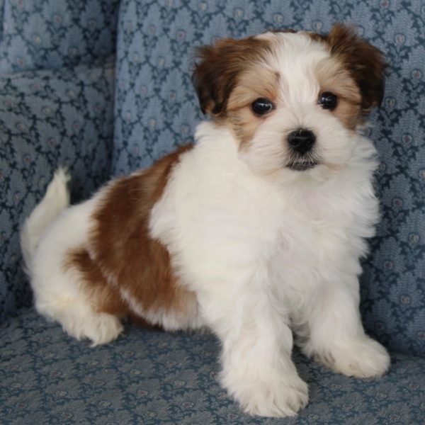 Morkie Puppy for Sale