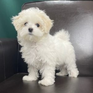 Maltese Puppy for Sale