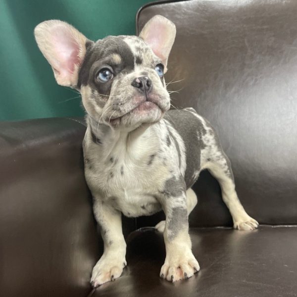 French Bulldog Puppy for Sale