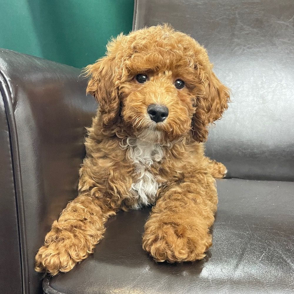 Miniature Poodle Puppies for Sale Central Park Puppies