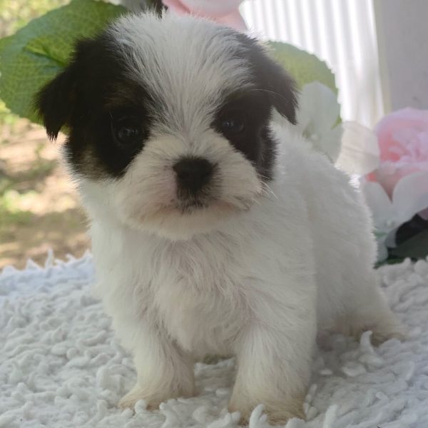 Morkie Puppy for Sale