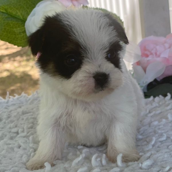 Morkie Puppy for Sale
