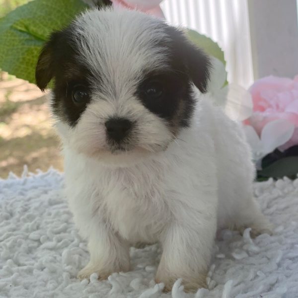 Morkie Puppy for Sale