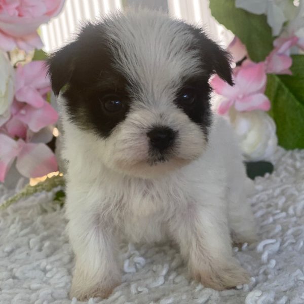 Morkie Puppy for Sale