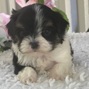Morkie Puppy for Sale