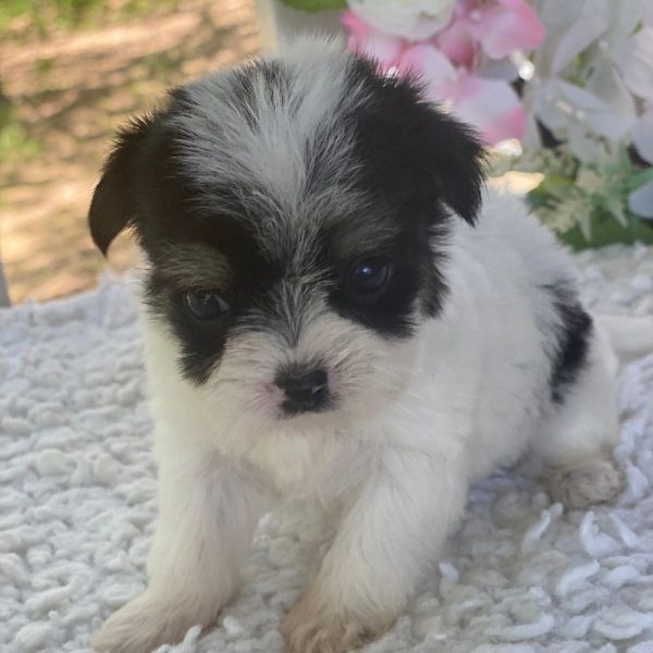 Morkie Puppy for Sale
