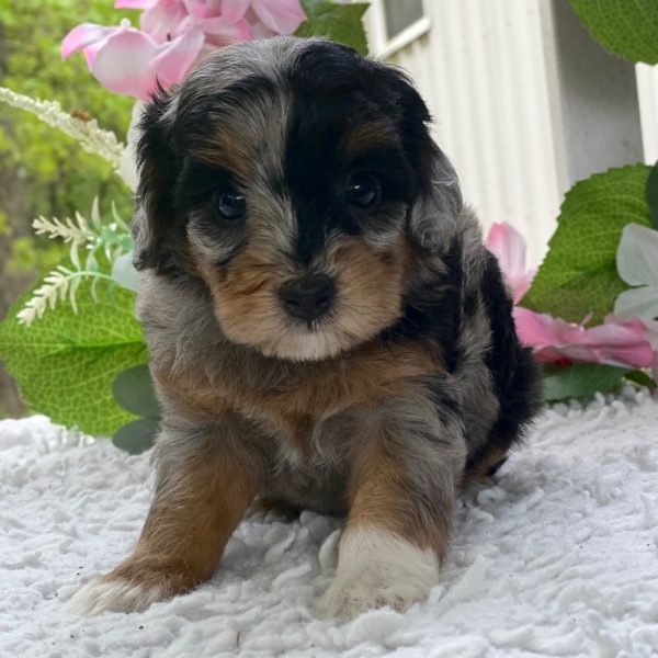 F1b Cockapoo Puppy for Sale