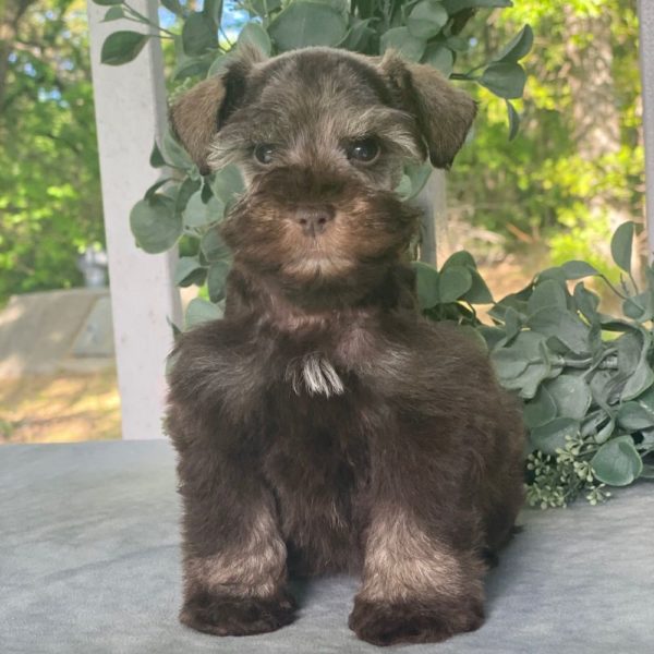 Miniature Schnauzer Puppy for Sale
