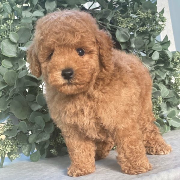 Miniature Poodle Puppy for Sale