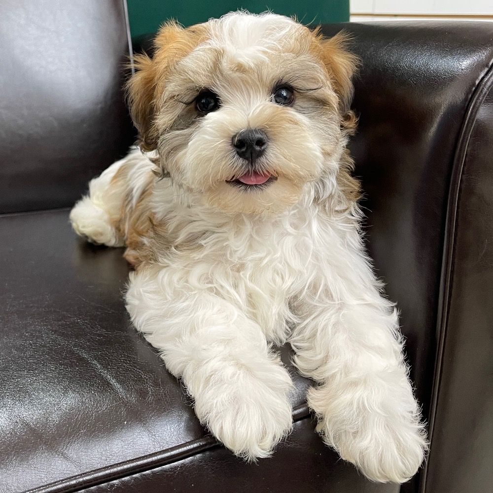 Havanese Puppy for Sale in NYC