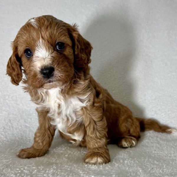 F1 Cavapoo Puppy for Sale