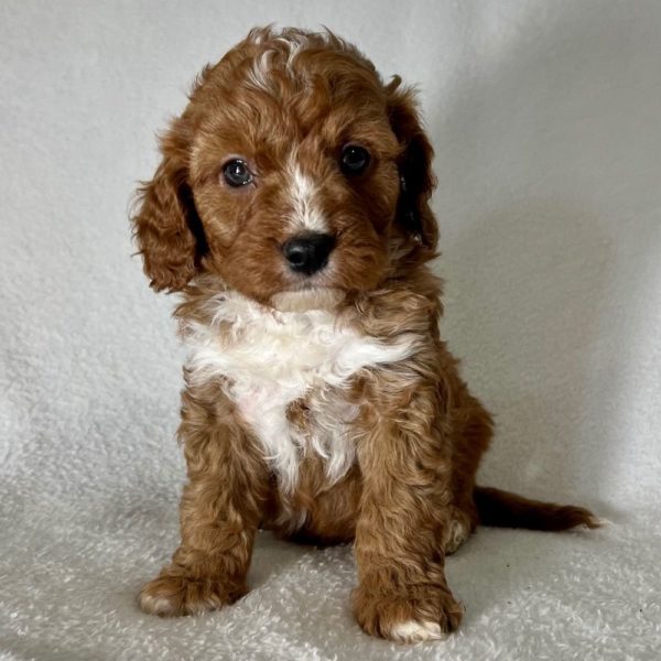 F1 Cavapoo Puppy for Sale