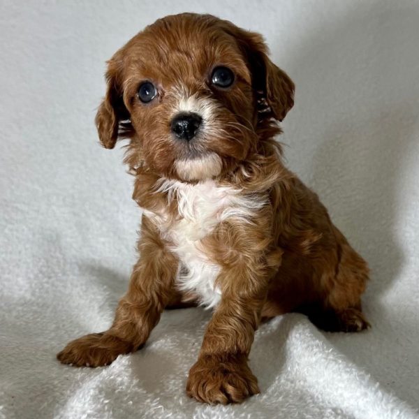 F1 Cavapoo Puppy for Sale
