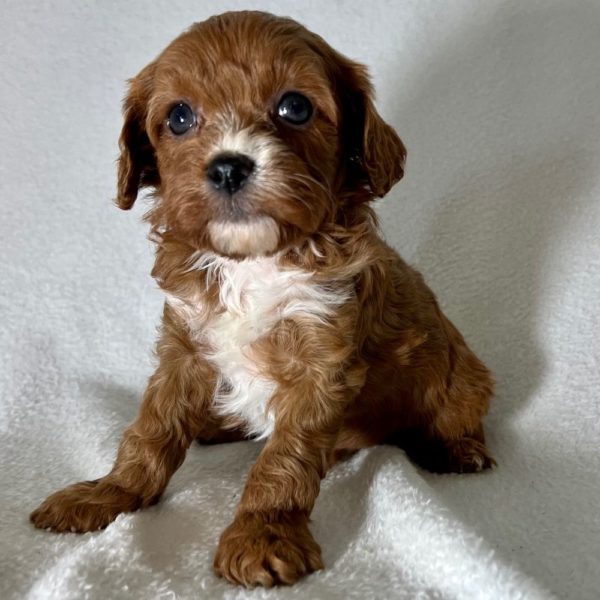 F1 Cavapoo Puppy for Sale