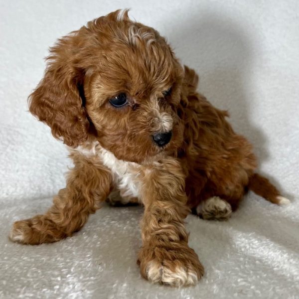 F1 Cavapoo Puppy for Sale