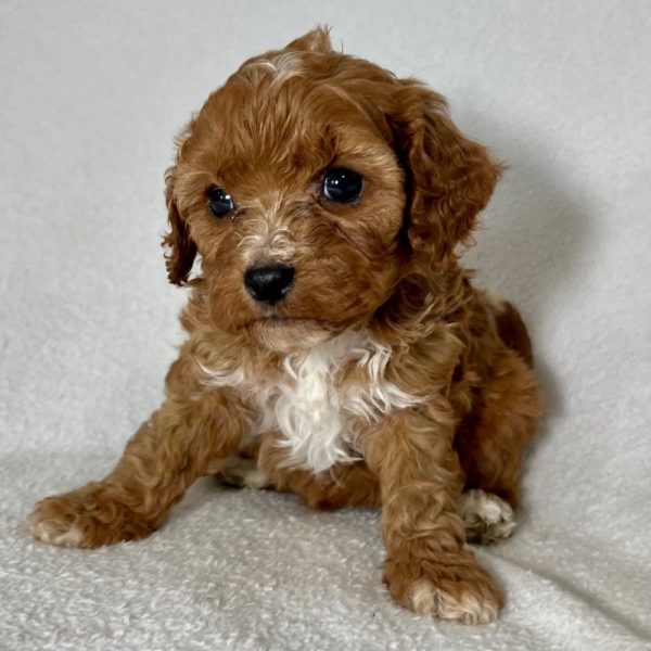 F1 Cavapoo Puppy for Sale