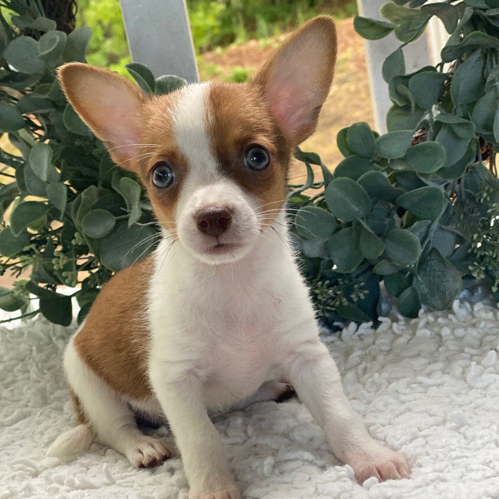 Chihuahua Puppy for Sale in NYC