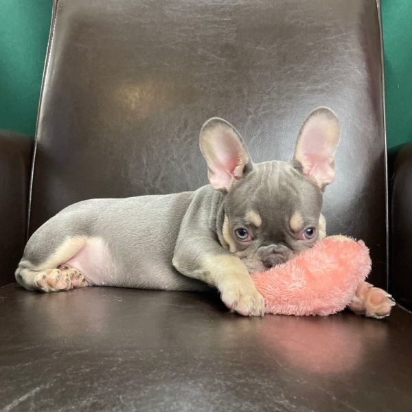 French Bulldog Puppy for Sale