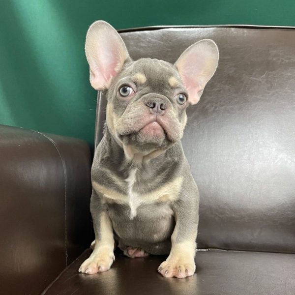 French Bulldog Puppy for Sale